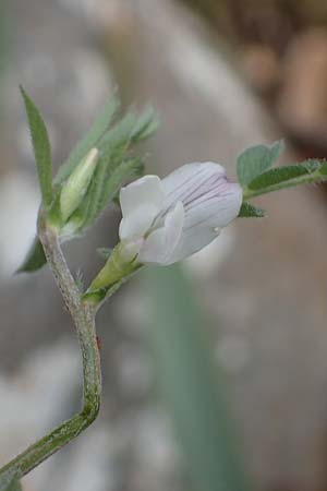 Vicia cuspidata \ Spitzbl�ttrige Wicke, Rhodos Akramitis 21.3.2023