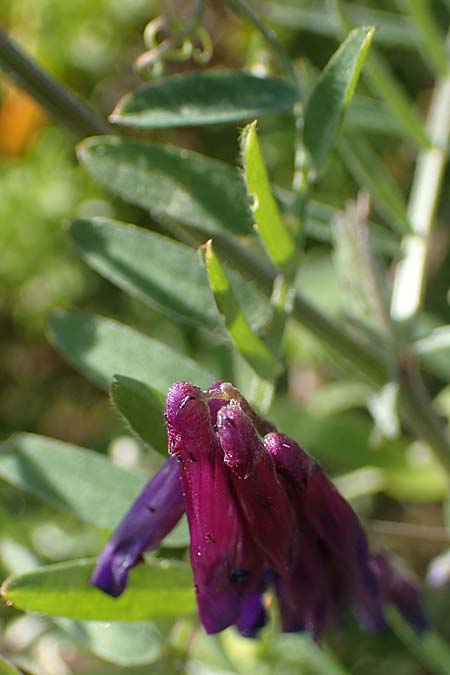 Vicia villosa subsp. microphylla \ Kleinblttige Wicke / Small-Leaved Fodder Vetch, Rhodos Apolakkia 25.3.2023