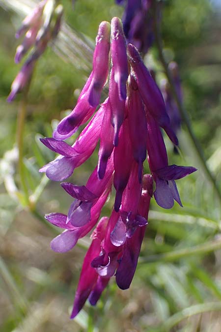 Vicia villosa subsp. microphylla \ Kleinblttige Wicke / Small-Leaved Fodder Vetch, Rhodos Apolakkia 25.3.2023