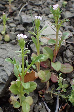 Centranthus calcitrapae \ Fuangel-Spornblume / Annual Valerian, Rhodos Moni Artamiti 16.3.2023