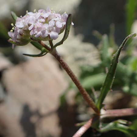 Valerianella echinata \ Stacheliger Feld-Salat / Prickly Corn Salad, Rhodos/Rhodes Epta Piges 27.3.2019