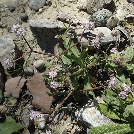 Valerianella echinata \ Stacheliger Feld-Salat / Prickly Corn Salad, Rhodos/Rhodes Epta Piges 27.3.2019