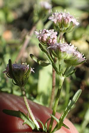Valerianella echinata \ Stacheliger Feld-Salat / Prickly Corn Salad, Rhodos/Rhodes Epta Piges 27.3.2019