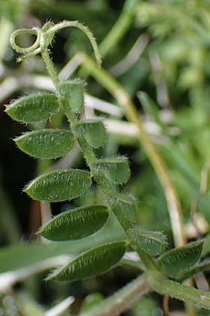 Vicia villosa subsp. microphylla \ Kleinblttige Wicke / Small-Leaved Fodder Vetch, Rhodos Akramitis 21.3.2023