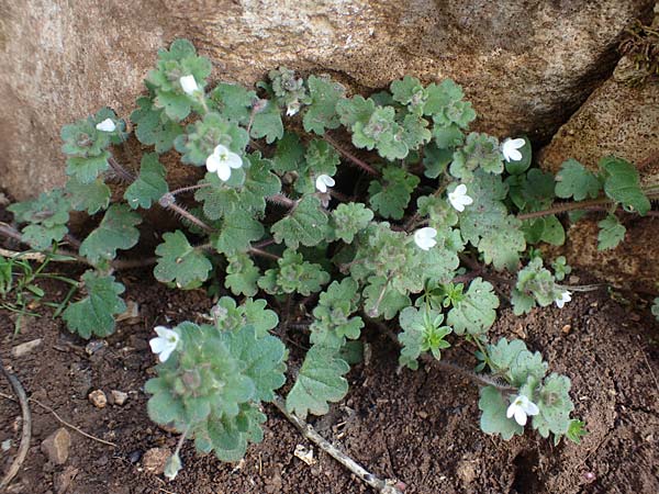 Veronica trichadena \ Dr&uuml;senhaariger Ehrenpreis / Pale Speedwell, Rhodos/Rhodes Attaviros 23.3.2023