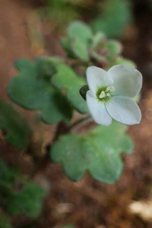 Veronica trichadena \ Dr&uuml;senhaariger Ehrenpreis / Pale Speedwell, Rhodos/Rhodes Attaviros 23.3.2023