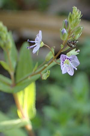 Veronica anagallis-aquatica \ Blauer Gauchheil-Ehrenpreis, Blauer Wasser-Ehrenpreis / Blue Water Speedwell, Rhodos Stegna 28.3.2023