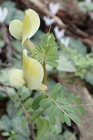 Vicia hybrida \ Hybrid-Wicke / Hairy Vellow-Vetch, Rhodos/Rhodes Epta Piges 27.3.2019
