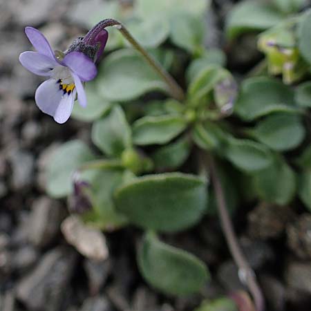 Viola heldreichiana \ Heldreichs Veilchen / Heldreich's Violet, Rhodos/Rhodes Moni Artamiti 16.3.2023