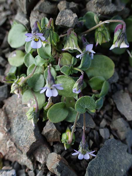 Viola heldreichiana \ Heldreichs Veilchen / Heldreich's Violet, Rhodos/Rhodes Moni Artamiti 16.3.2023