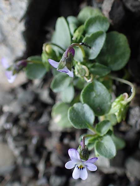 Viola heldreichiana \ Heldreichs Veilchen / Heldreich's Violet, Rhodos/Rhodes Moni Artamiti 16.3.2023