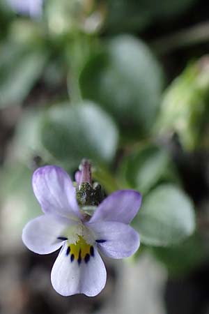 Viola heldreichiana \ Heldreichs Veilchen / Heldreich's Violet, Rhodos/Rhodes Moni Artamiti 16.3.2023