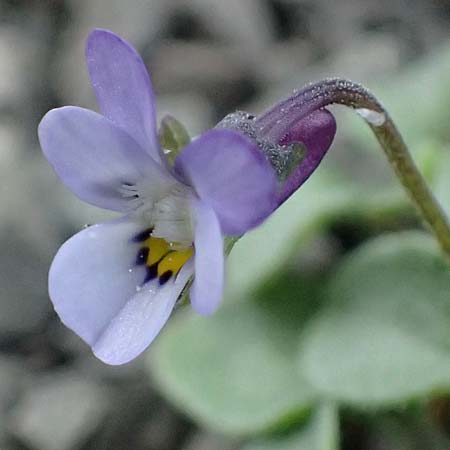 Viola heldreichiana \ Heldreichs Veilchen / Heldreich's Violet, Rhodos/Rhodes Moni Artamiti 16.3.2023