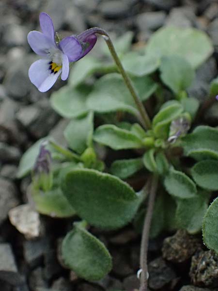 Viola heldreichiana \ Heldreichs Veilchen / Heldreich's Violet, Rhodos/Rhodes Moni Artamiti 16.3.2023