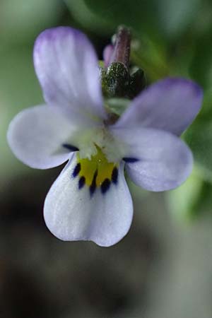 Viola heldreichiana \ Heldreichs Veilchen / Heldreich's Violet, Rhodos/Rhodes Moni Artamiti 16.3.2023