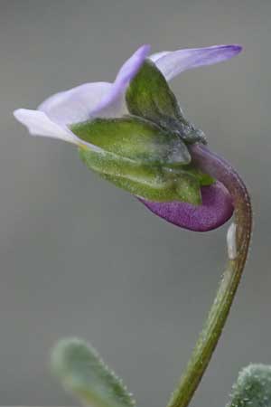 Viola heldreichiana \ Heldreichs Veilchen / Heldreich's Violet, Rhodos/Rhodes Moni Artamiti 16.3.2023