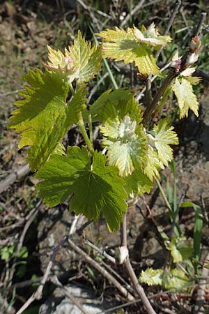 Vitis spec1 ? \ Weinrebe / Grape, Rhodos/Rhodes Embona 31.3.2019