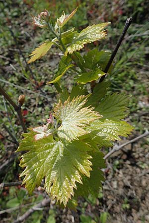 Vitis spec1 ? \ Weinrebe / Grape, Rhodos/Rhodes Embona 31.3.2019