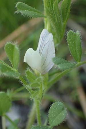 Vicia lutea \ Gelbe Wicke / Yellow Vetch, Rhodos Profitis Ilias 2.4.2019