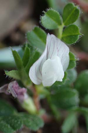 Vicia lutea \ Gelbe Wicke / Yellow Vetch, Rhodos Profitis Ilias 2.4.2019