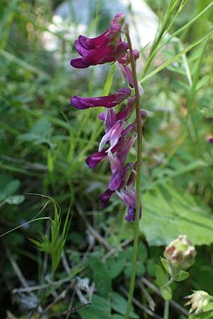 Vicia villosa subsp. microphylla \ Kleinblttige Wicke / Small-Leaved Fodder Vetch, Rhodos Kolymbia 18.3.2023