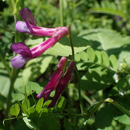 Vicia villosa subsp. microphylla \ Kleinblttige Wicke / Small-Leaved Fodder Vetch, Rhodos Kolymbia 18.3.2023