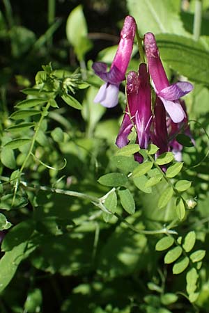 Vicia villosa subsp. microphylla \ Kleinblttige Wicke / Small-Leaved Fodder Vetch, Rhodos Kolymbia 18.3.2023