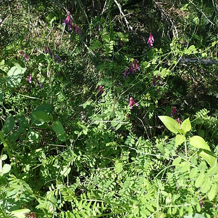 Vicia villosa subsp. microphylla \ Kleinblttige Wicke / Small-Leaved Fodder Vetch, Rhodos Kolymbia 18.3.2023