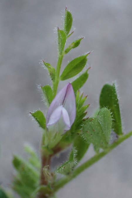 Vicia cuspidata \ Spitzbl�ttrige Wicke, Rhodos Moni Kamiri 19.3.2023