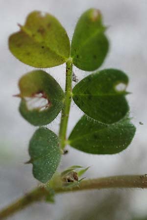 Vicia cuspidata \ Spitzbl�ttrige Wicke, Rhodos Moni Kamiri 19.3.2023