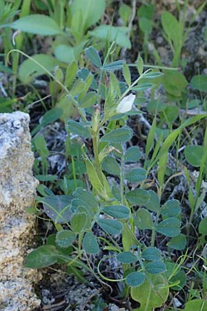 Vicia cuspidata \ Spitzbl�ttrige Wicke, Rhodos Lindos 20.3.2023
