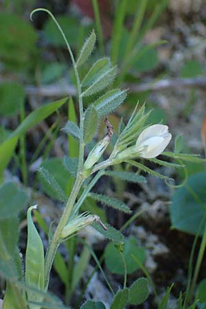 Vicia cuspidata \ Spitzbl�ttrige Wicke, Rhodos Lindos 20.3.2023