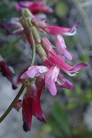 Vicia villosa subsp. microphylla \ Kleinblttige Wicke / Small-Leaved Fodder Vetch, Rhodos Lindos 20.3.2023