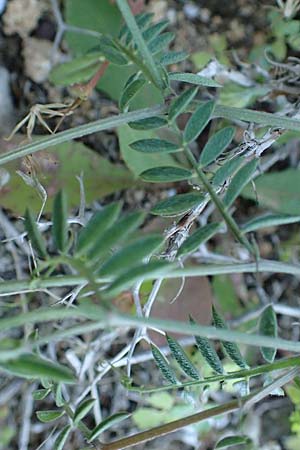 Vicia villosa subsp. microphylla \ Kleinblttige Wicke / Small-Leaved Fodder Vetch, Rhodos Lindos 20.3.2023