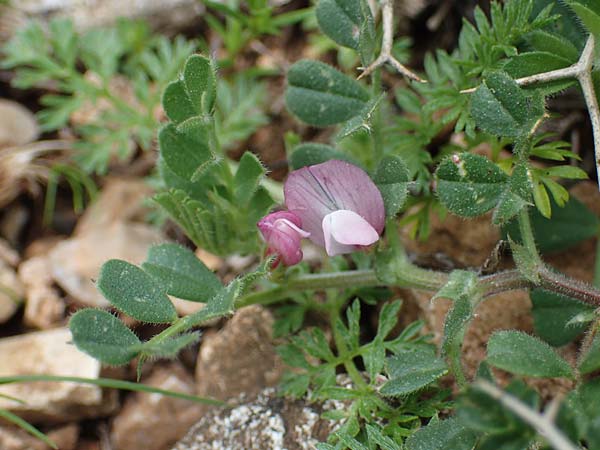 Vicia sativa subsp. incisa ? \ Eingeschnittene Wicke, Rhodos Attaviros 23.3.2023