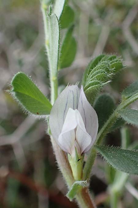 Vicia sativa subsp. incisa ? \ Eingeschnittene Wicke, Rhodos Attaviros 23.3.2023