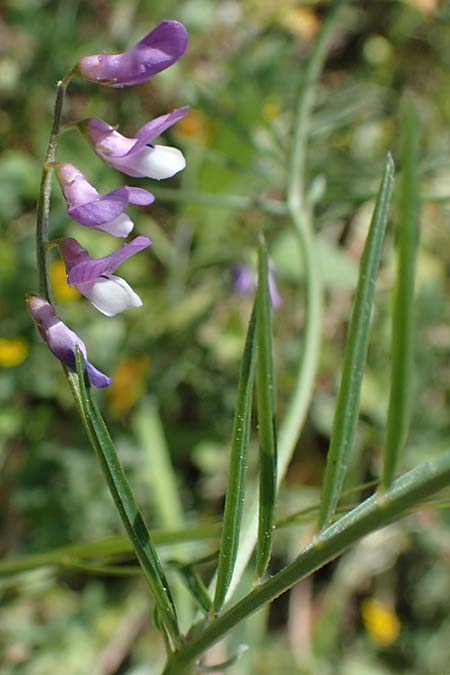 Vicia palaestina \ Pal�stina-Wicke, Rhodos Feraklos Castle 26.3.2023