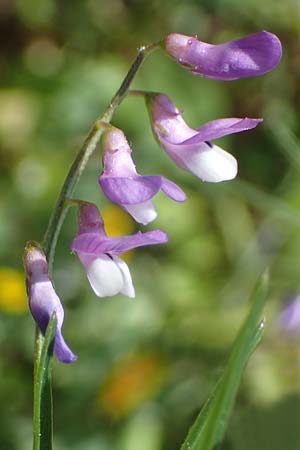 Vicia palaestina \ Pal�stina-Wicke, Rhodos Feraklos Castle 26.3.2023