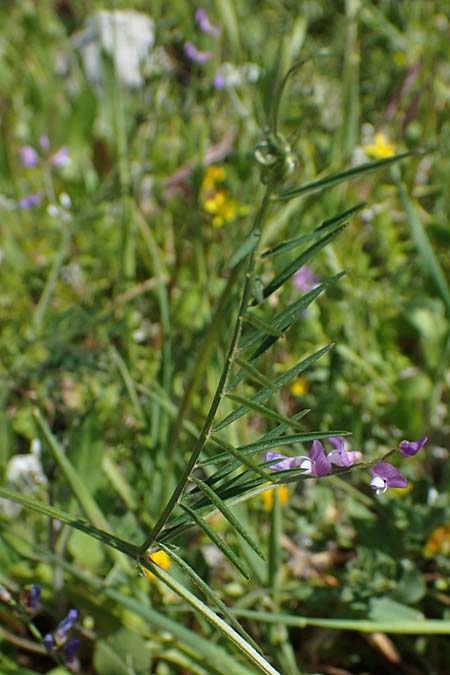 Vicia palaestina \ Pal�stina-Wicke, Rhodos Feraklos Castle 26.3.2023