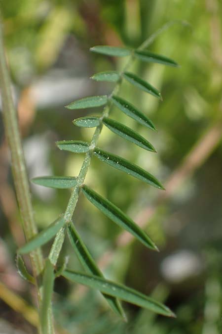 Vicia palaestina \ Pal�stina-Wicke, Rhodos Feraklos Castle 26.3.2023