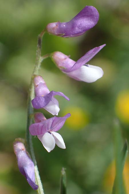 Vicia palaestina \ Pal�stina-Wicke, Rhodos Feraklos Castle 26.3.2023