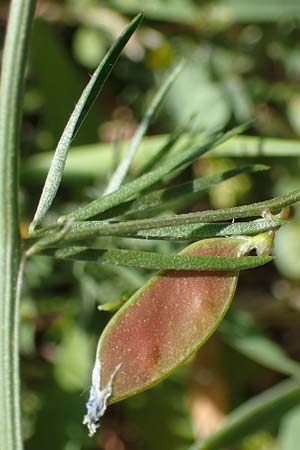 Vicia palaestina \ Pal�stina-Wicke, Rhodos Feraklos Castle 26.3.2023