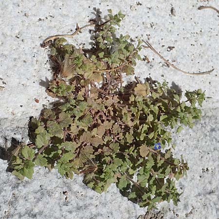 Veronica polita \ Glnzender Ehrenpreis / Grey Field-Speedwell, Rhodos City 28.3.2023