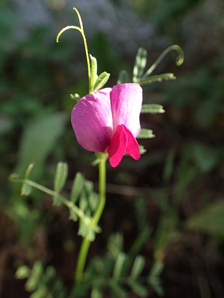 Vicia sativa var. cosentini \ Cosentinis Wicke, Rhodos Kattavia 26.3.2019