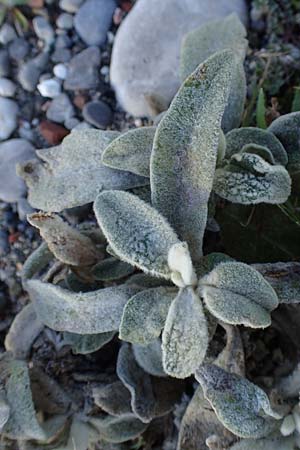Verbascum syriacum \ Syrische K�nigskerze / Syrian Mullein, Rhodos/Rhodes Haraki 15.3.2023