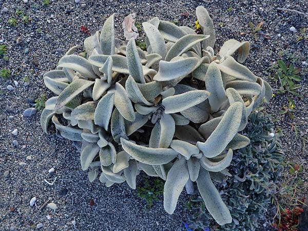Verbascum syriacum \ Syrische K�nigskerze / Syrian Mullein, Rhodos/Rhodes Haraki 15.3.2023