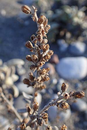 Verbascum syriacum \ Syrische K�nigskerze / Syrian Mullein, Rhodos/Rhodes Haraki 15.3.2023