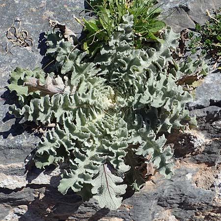 Verbascum sinuatum \ Gewelltblttrige Knigskerze / Wavyleaf Mullein, Rhodos Lindos 20.3.2023