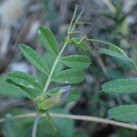 Vicia sativa var. sativa \ Saat-Wicke, Echte Futter-Wicke / Common Vetch, Rhodos Feraklos Castle 26.3.2023