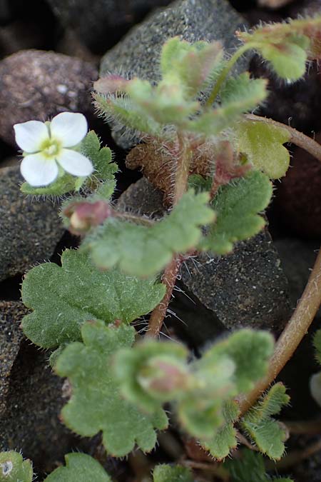 Veronica trichadena \ Dr&uuml;senhaariger Ehrenpreis / Pale Speedwell, Rhodos/Rhodes Moni Artamiti 16.3.2023